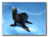 Gulf-World-Marine-Park-Panama-City-Beach-FL-025