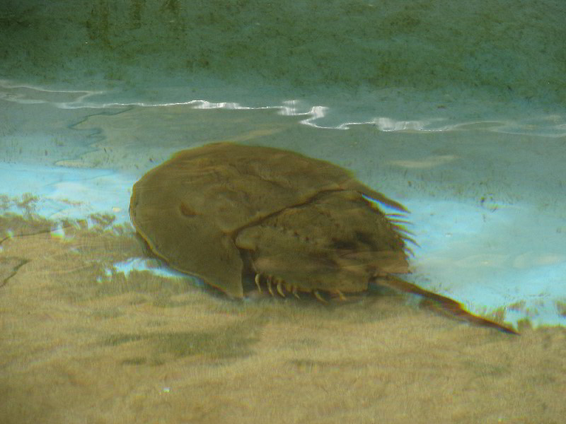 Gumbo-Limbo-Nature-Center-Boca-Raton-FL-020