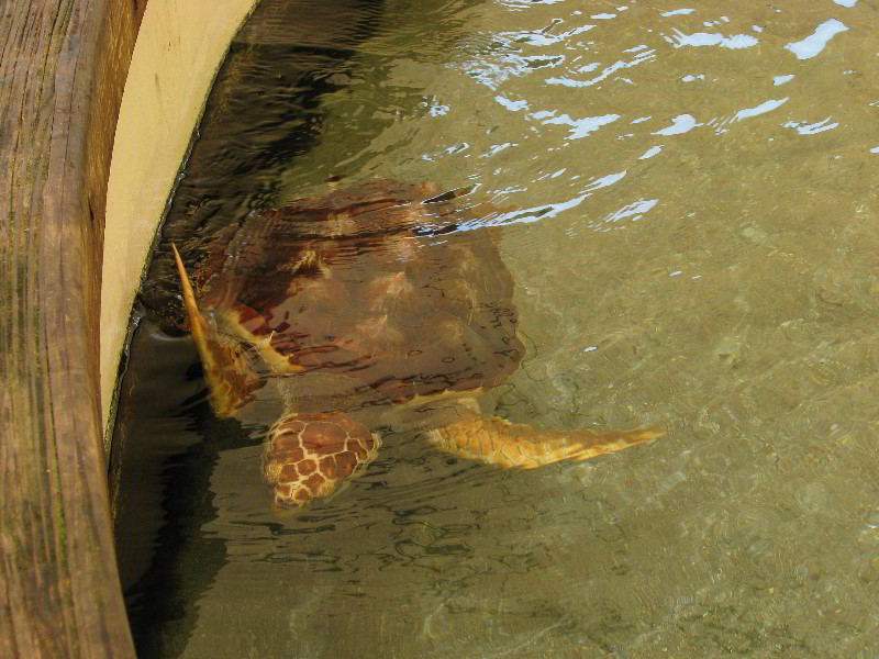 Gumbo-Limbo-Nature-Center-Boca-Raton-FL-022