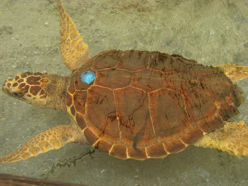 Gumbo-Limbo-Nature-Center-Boca-Raton-FL-023