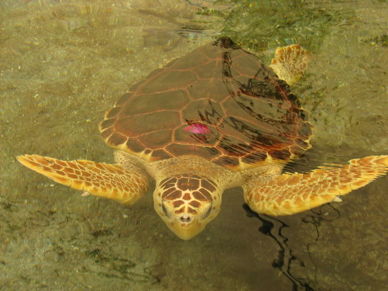 Gumbo-Limbo-Nature-Center-Boca-Raton-FL-024