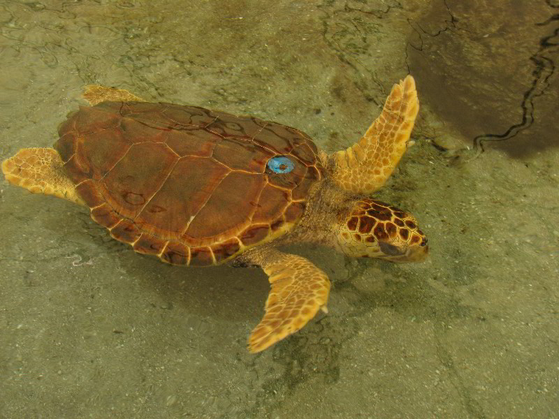 Gumbo-Limbo-Nature-Center-Boca-Raton-FL-025