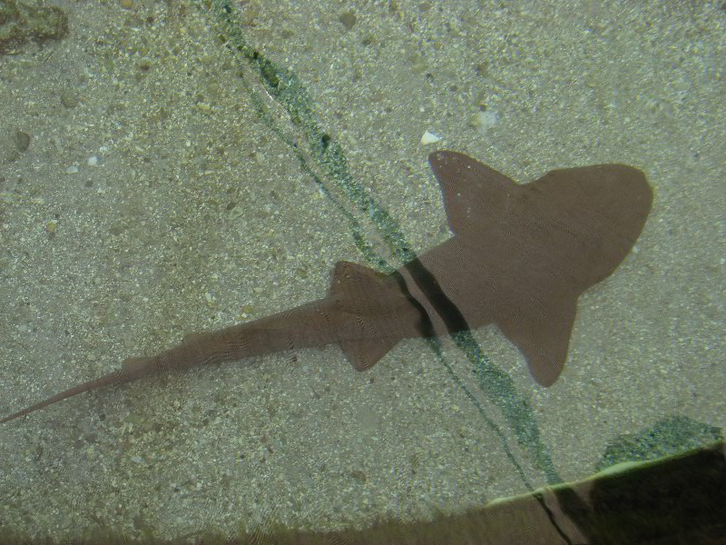 Gumbo-Limbo-Nature-Center-Boca-Raton-FL-026