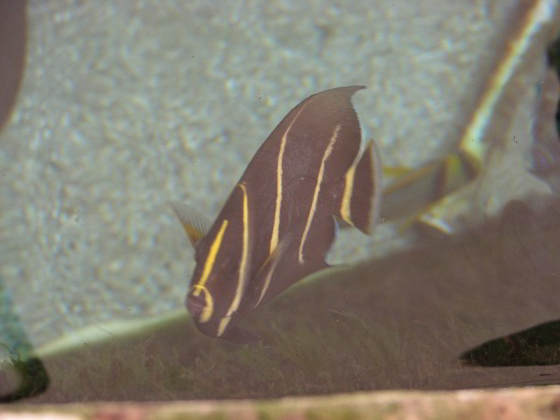 Gumbo-Limbo-Nature-Center-Boca-Raton-FL-027