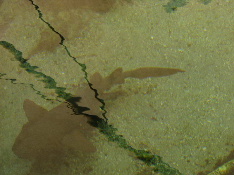 Gumbo-Limbo-Nature-Center-Boca-Raton-FL-028