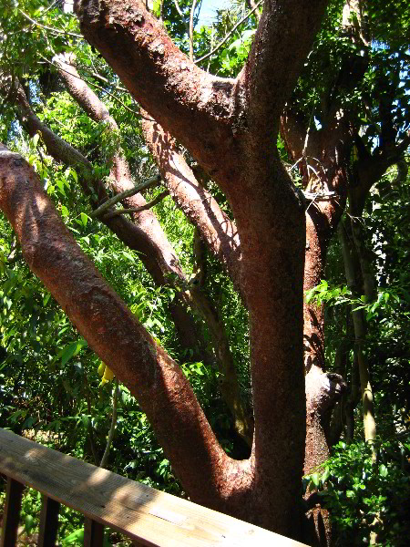 Gumbo-Limbo-Nature-Center-Boca-Raton-FL-030