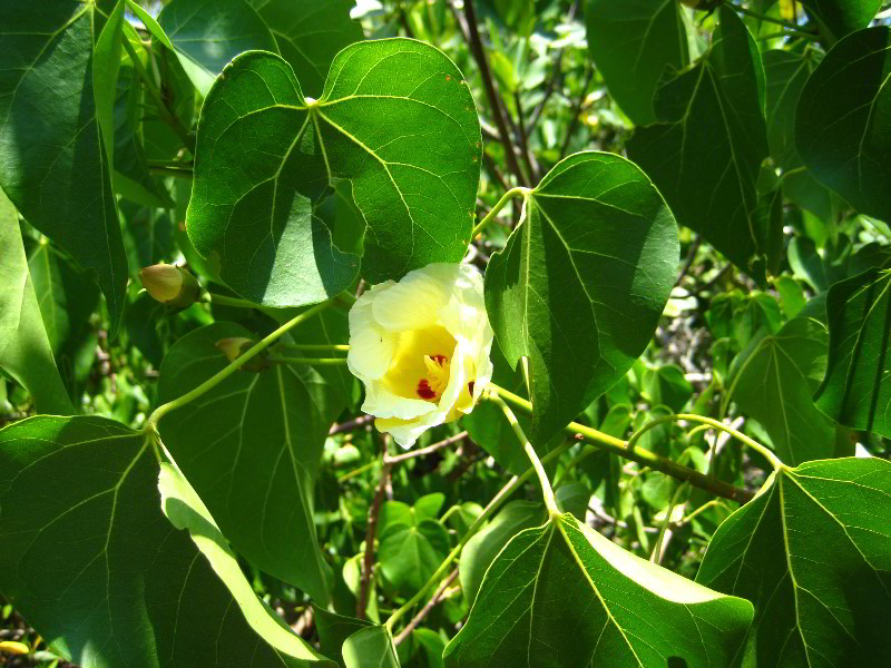 Gumbo-Limbo-Nature-Center-Boca-Raton-FL-040