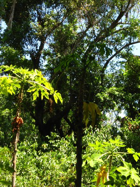 Gumbo-Limbo-Nature-Center-Boca-Raton-FL-044