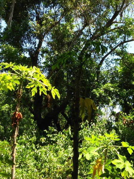 Gumbo-Limbo-Nature-Center-Boca-Raton-FL-044