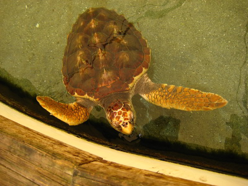 Gumbo-Limbo-Nature-Center-Boca-Raton-FL-045