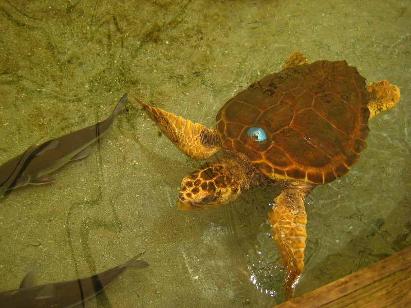 Gumbo-Limbo-Nature-Center-Boca-Raton-FL-046