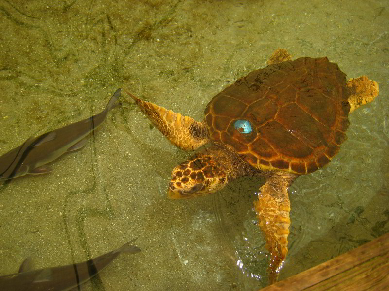 Gumbo-Limbo-Nature-Center-Boca-Raton-FL-046