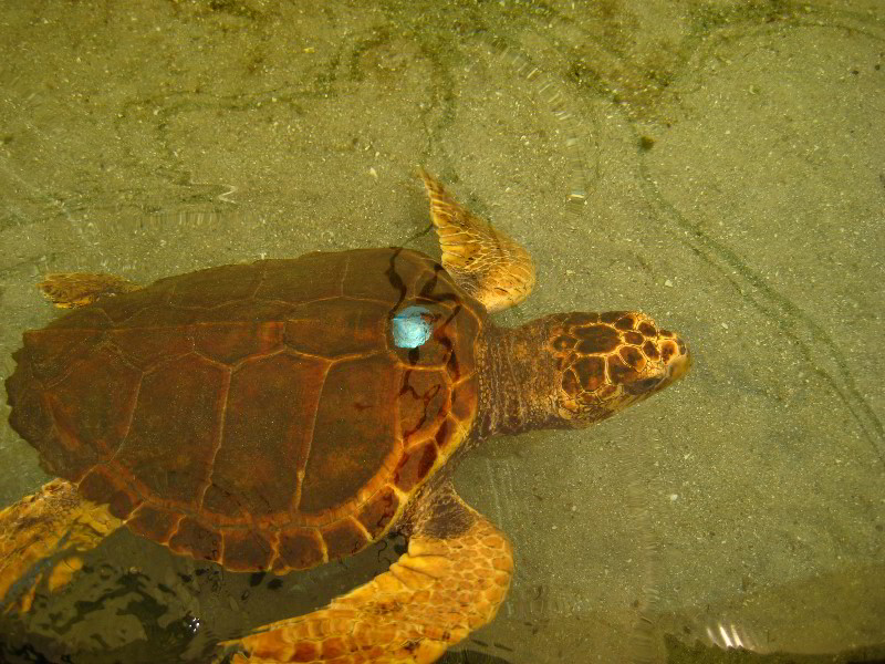 Gumbo-Limbo-Nature-Center-Boca-Raton-FL-047