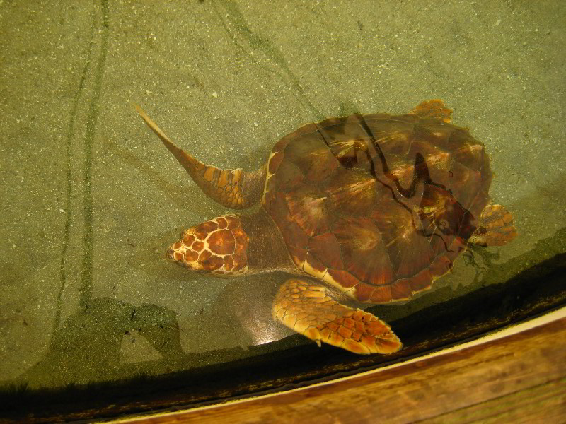 Gumbo-Limbo-Nature-Center-Boca-Raton-FL-048