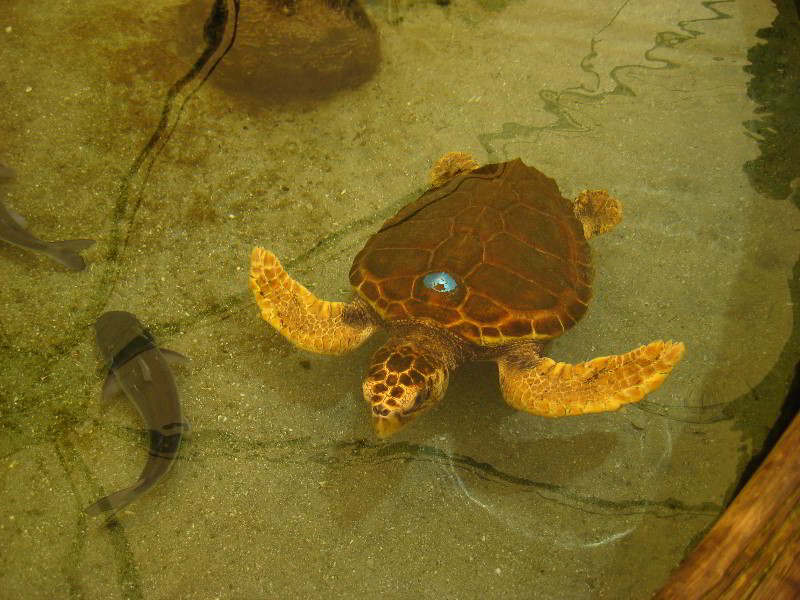 Gumbo-Limbo-Nature-Center-Boca-Raton-FL-049