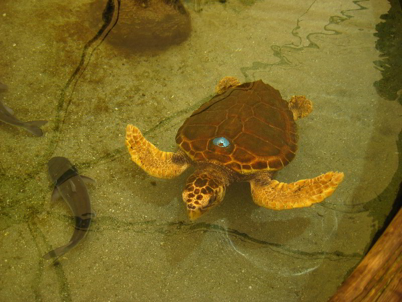 Gumbo-Limbo-Nature-Center-Boca-Raton-FL-049