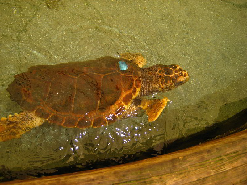 Gumbo-Limbo-Nature-Center-Boca-Raton-FL-050