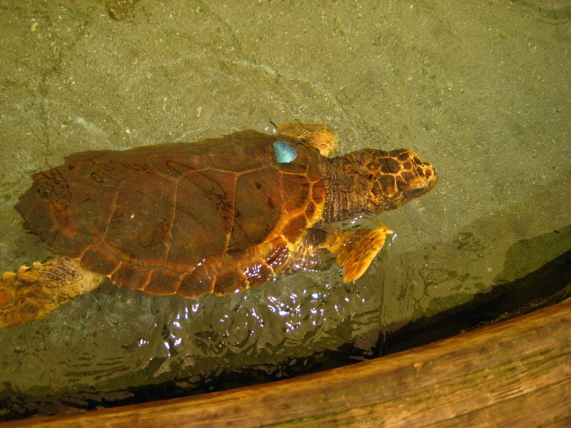 Gumbo-Limbo-Nature-Center-Boca-Raton-FL-050