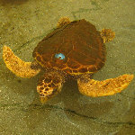 Gumbo Limbo Nature Center - Boca Raton, FL