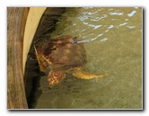 Gumbo-Limbo-Nature-Center-Boca-Raton-FL-022