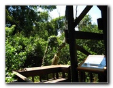 Gumbo-Limbo-Nature-Center-Boca-Raton-FL-032