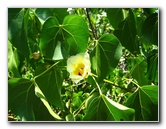 Gumbo-Limbo-Nature-Center-Boca-Raton-FL-040