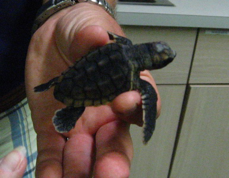 Gumbo-Limbo-Turtle-Walk-Hatchling-Release-001