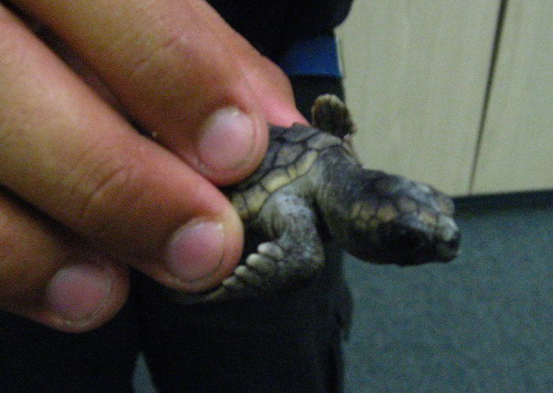 Gumbo-Limbo-Turtle-Walk-Hatchling-Release-002