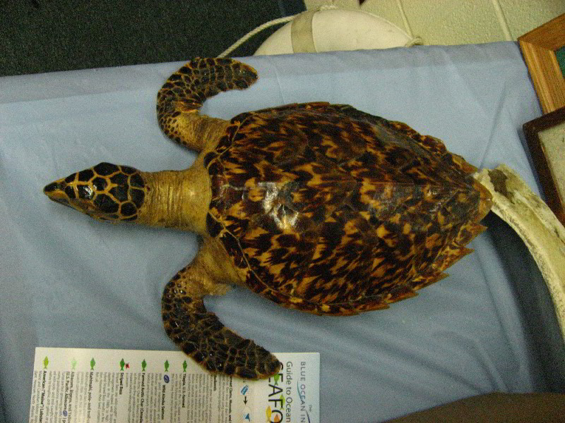 Gumbo-Limbo-Turtle-Walk-Hatchling-Release-005