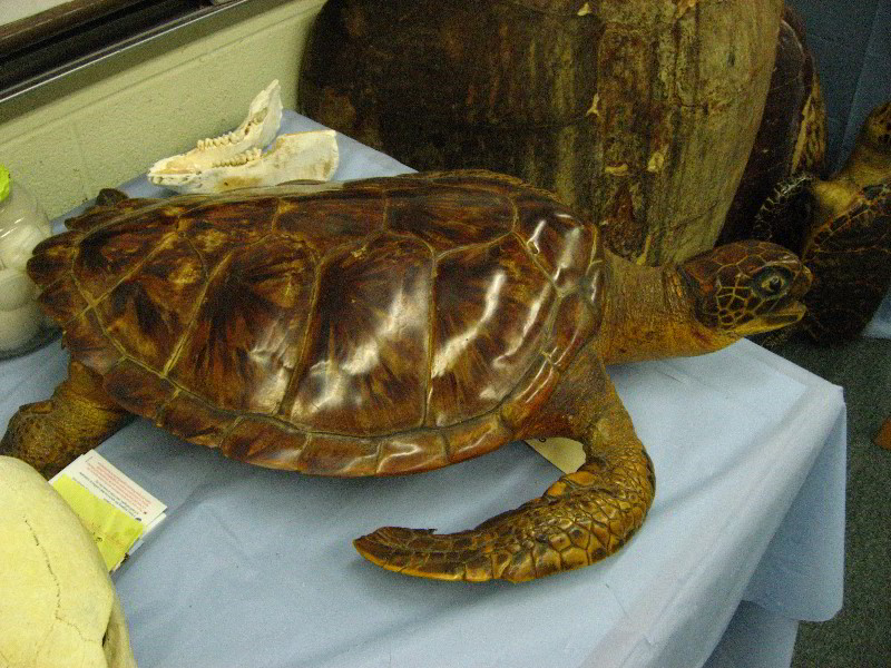 Gumbo-Limbo-Turtle-Walk-Hatchling-Release-006