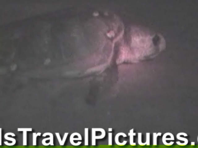 Gumbo-Limbo-Turtle-Walk-Hatchling-Release-009