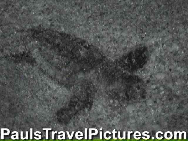 Gumbo-Limbo-Turtle-Walk-Hatchling-Release-013