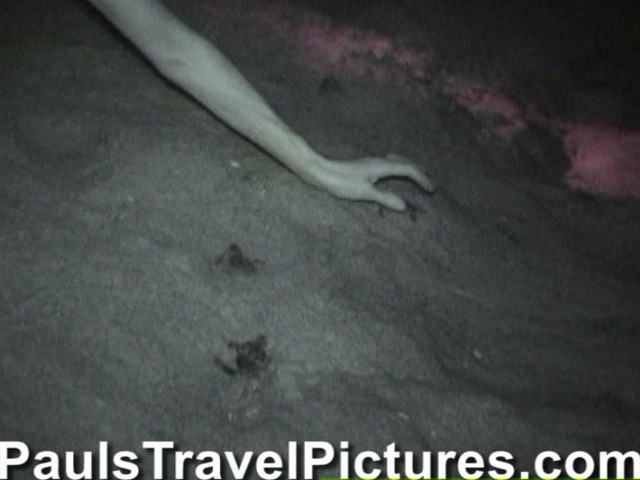 Gumbo-Limbo-Turtle-Walk-Hatchling-Release-014