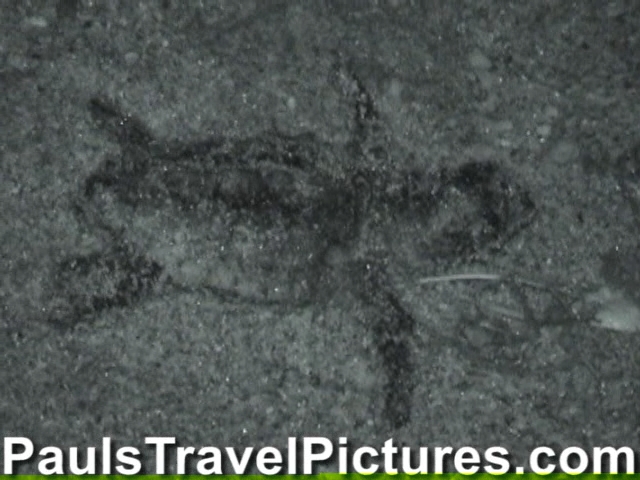 Gumbo-Limbo-Turtle-Walk-Hatchling-Release-015