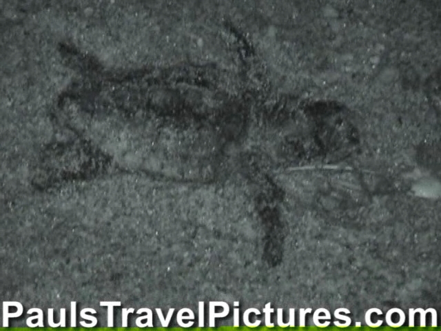 Gumbo-Limbo-Turtle-Walk-Hatchling-Release-016