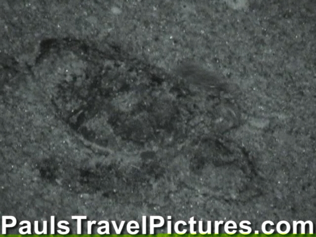 Gumbo-Limbo-Turtle-Walk-Hatchling-Release-019