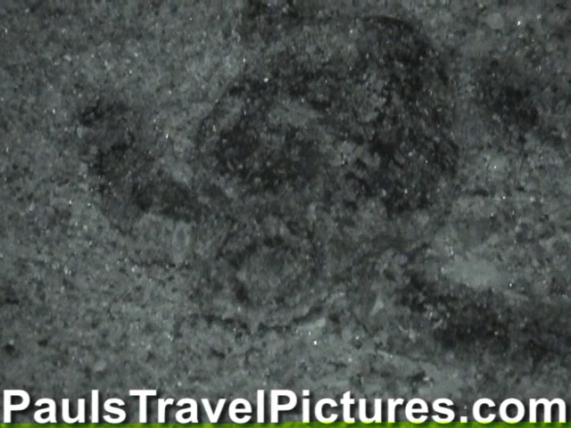 Gumbo-Limbo-Turtle-Walk-Hatchling-Release-020