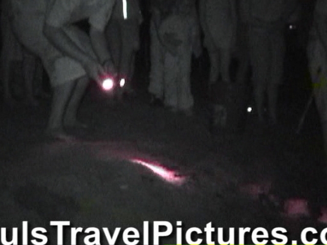 Gumbo-Limbo-Turtle-Walk-Hatchling-Release-021