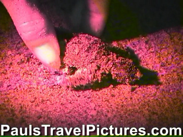 Gumbo-Limbo-Turtle-Walk-Hatchling-Release-024