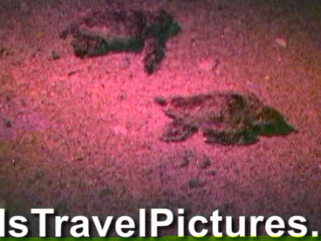 Gumbo-Limbo-Turtle-Walk-Hatchling-Release-025