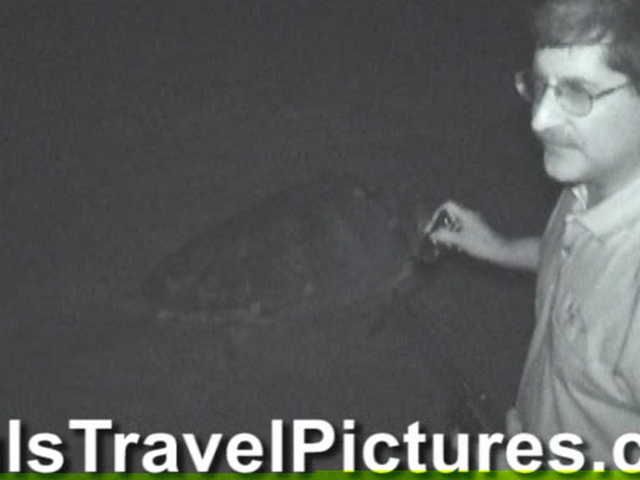 Gumbo-Limbo-Turtle-Walk-Hatchling-Release-028