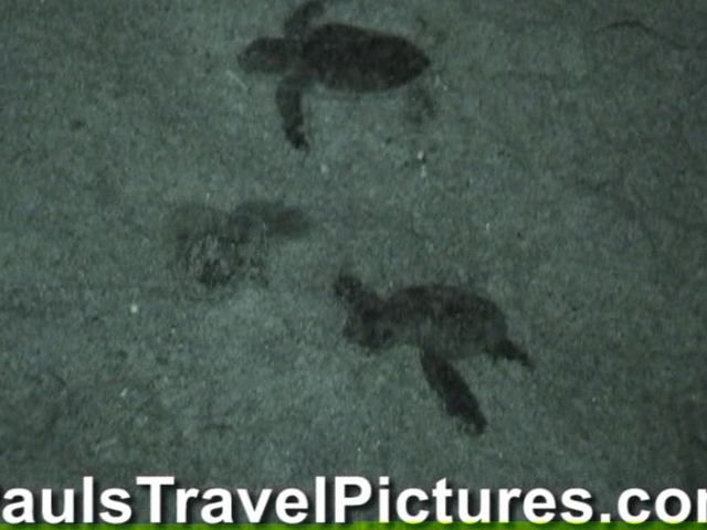 Gumbo-Limbo-Turtle-Walk-Hatchling-Release-031