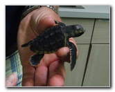 Gumbo Limbo Turtle Walk & Hatchling Release