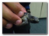 Gumbo-Limbo-Turtle-Walk-Hatchling-Release-002