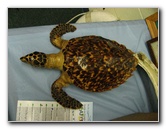 Gumbo-Limbo-Turtle-Walk-Hatchling-Release-005