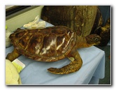 Gumbo-Limbo-Turtle-Walk-Hatchling-Release-006