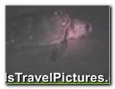 Gumbo-Limbo-Turtle-Walk-Hatchling-Release-009