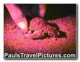 Gumbo-Limbo-Turtle-Walk-Hatchling-Release-024