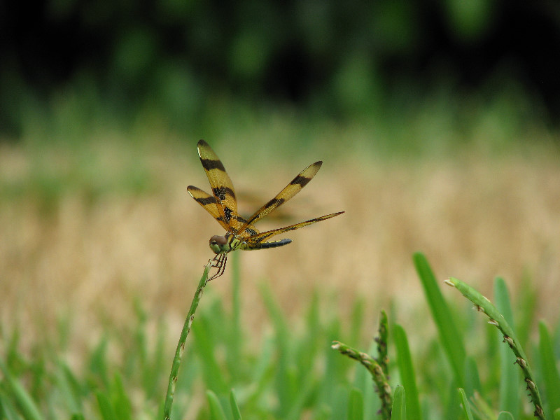 Halloween-Pennant-Dragonflies-Boca-Raton-FL-009