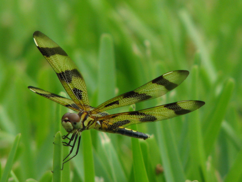 Halloween-Pennant-Dragonflies-Boca-Raton-FL-011